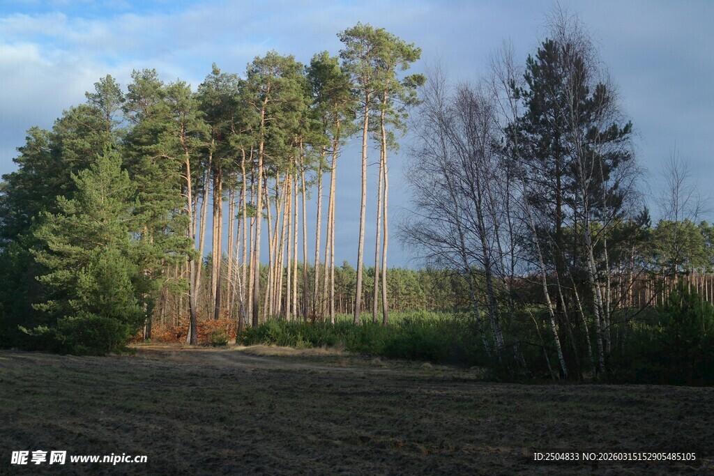森林中的挺拔树木景观