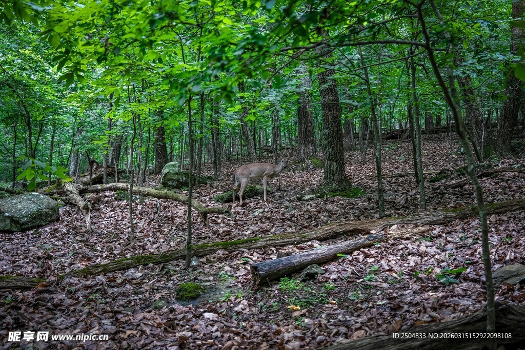 静谧森林中的自然景象