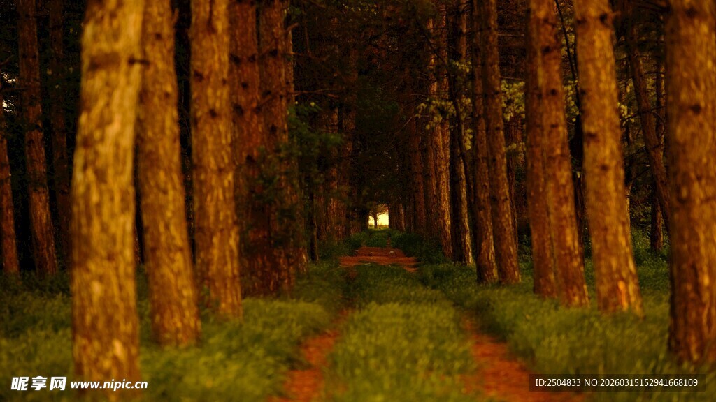 幽森小径 林间神秘之光
