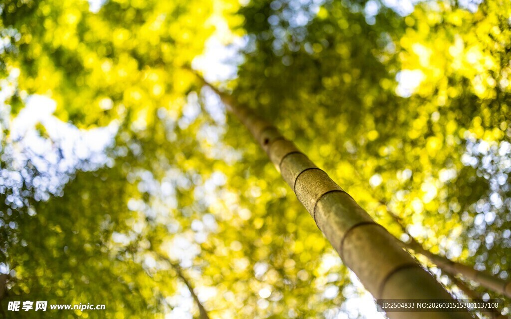 仰望葱郁树林中的树干