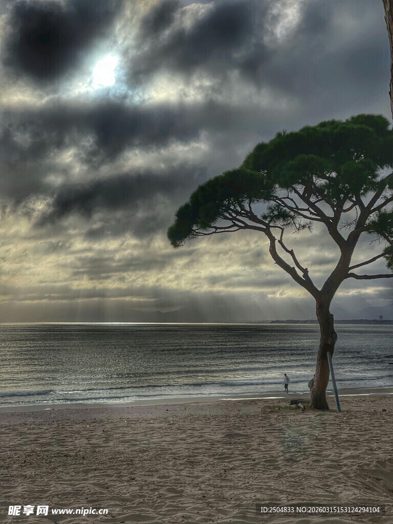 海边孤树 暮色天空景致