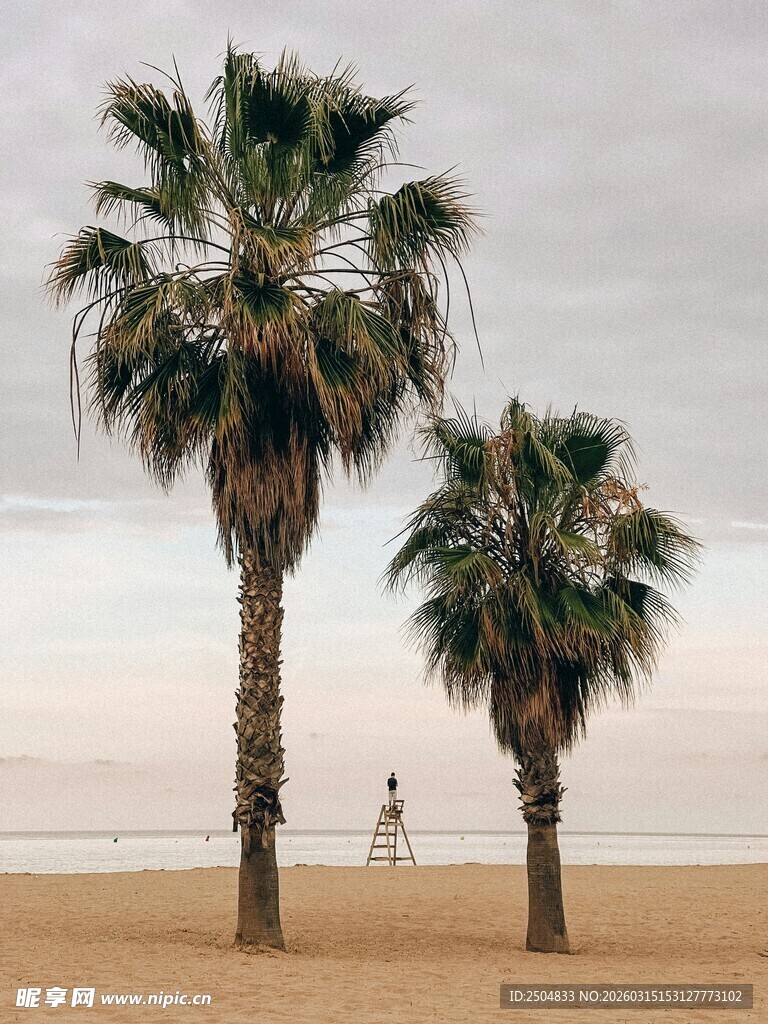 海滩上的棕榈树与远行者