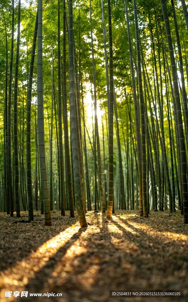阳光洒落的静谧竹林
