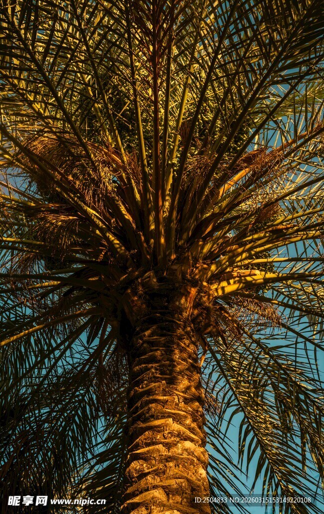 仰视下的棕榈树树冠美景