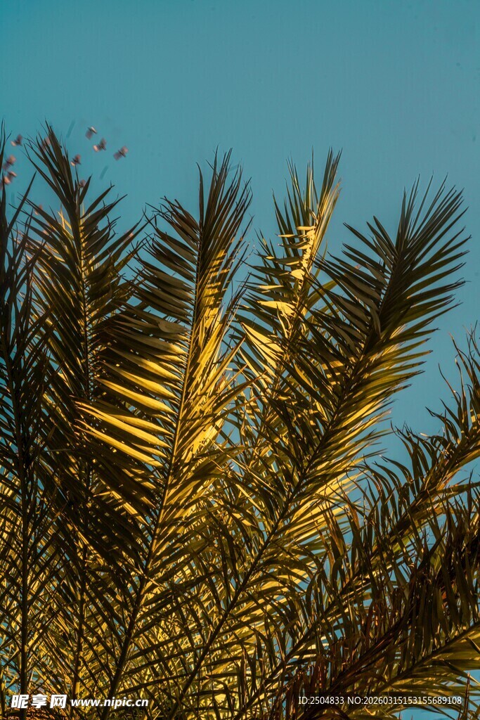 阳光下的棕榈树顶端