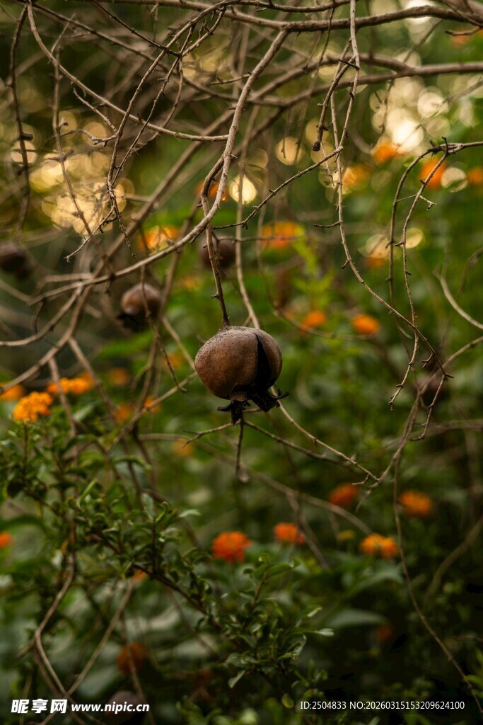 枝头挂果的繁茂植物