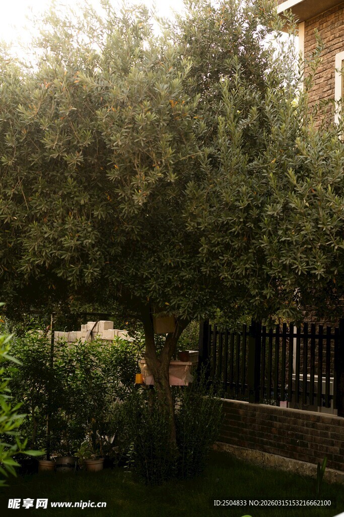 庭院中的葱郁树木