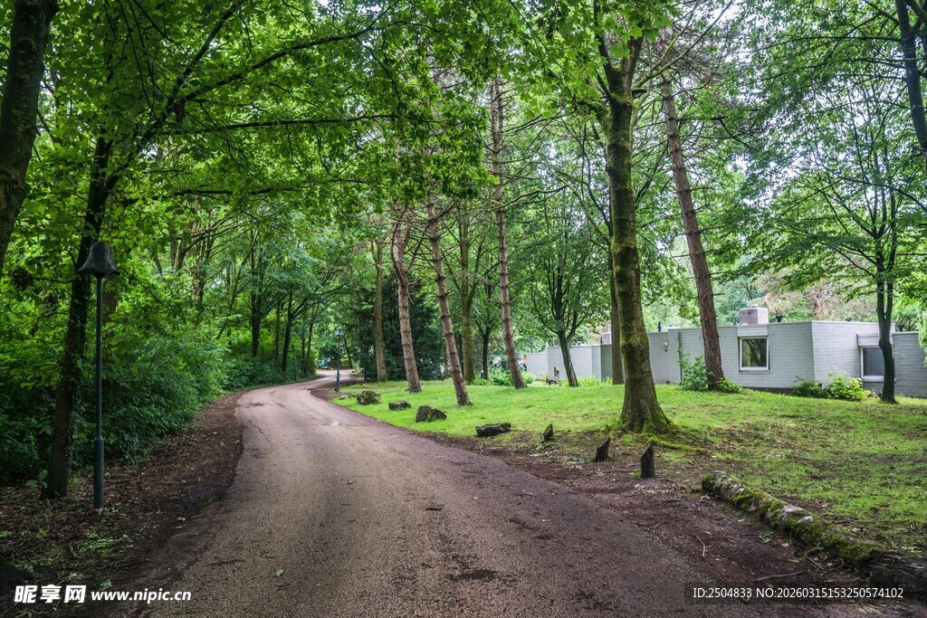 林间泥土小路 静谧自然景