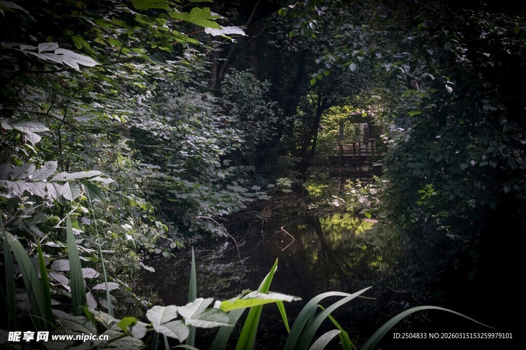 茂密丛林中的绿意景致