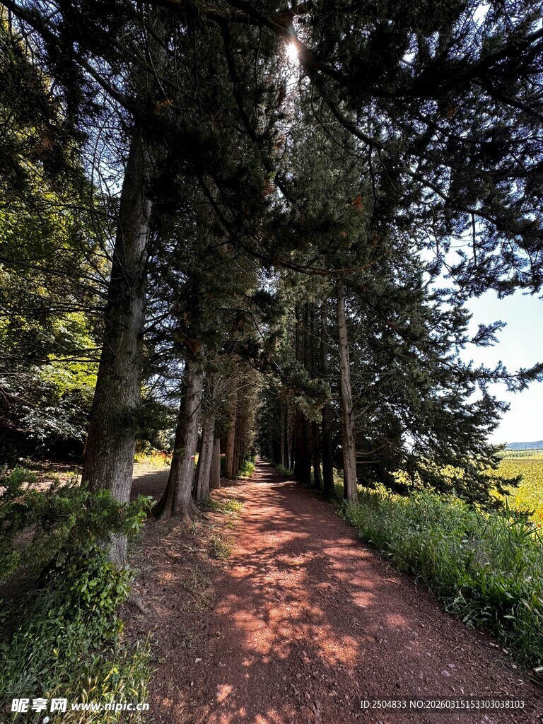 林间小道 沐浴自然之光