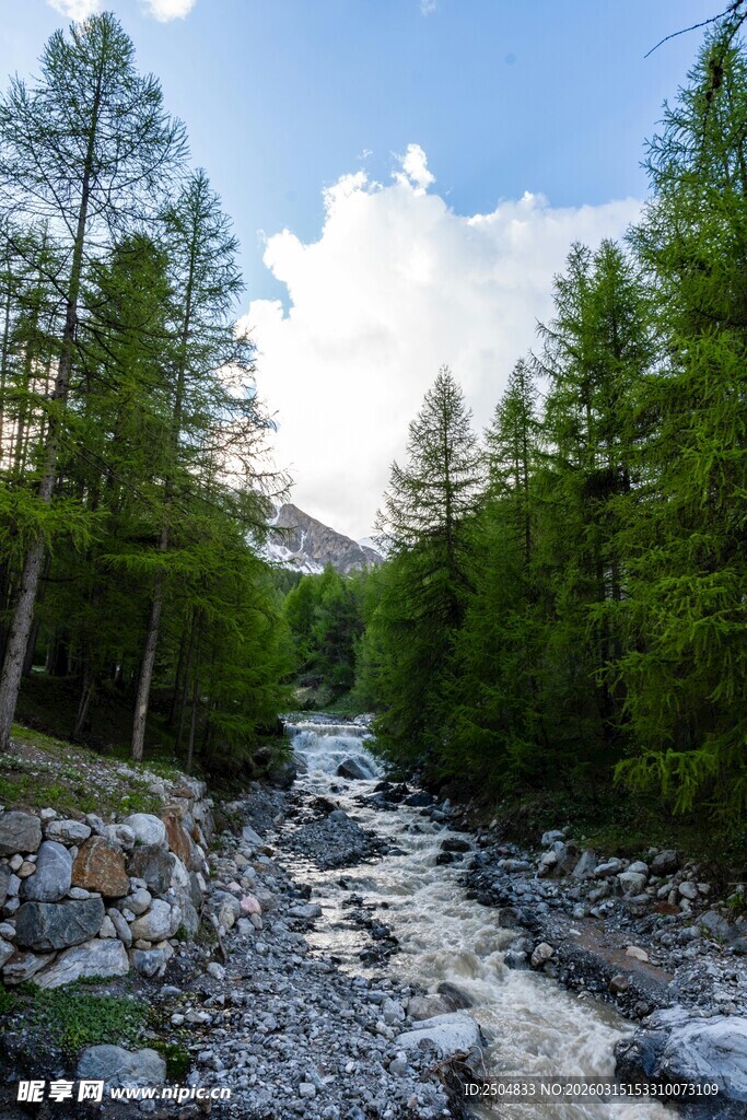 山间溪流穿林而过