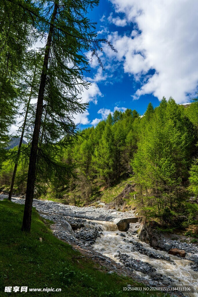 山间溪流旁的葱郁树林