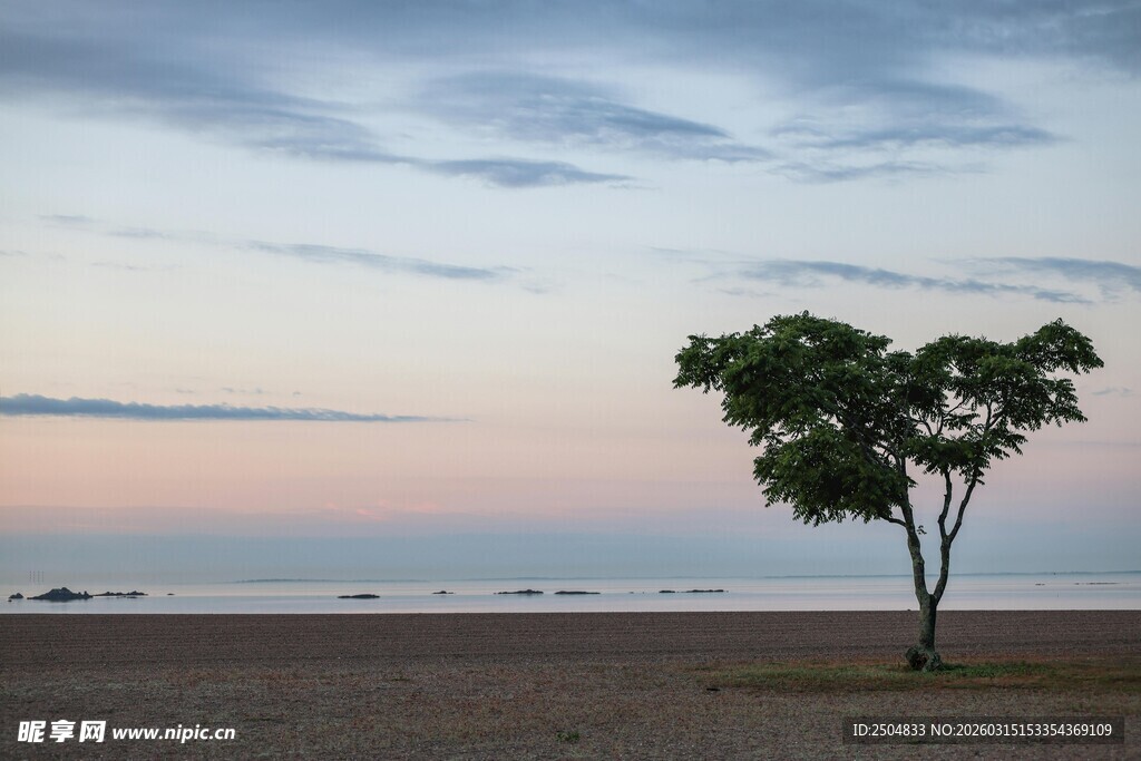 海边孤树 静享黄昏美景