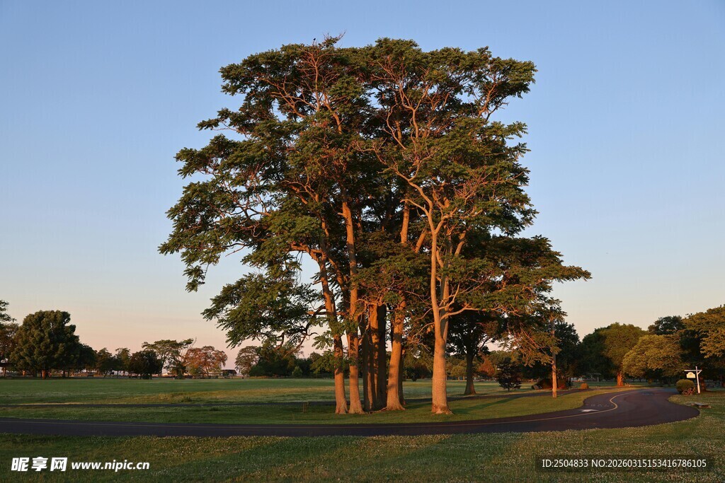 黄昏下的葱郁树木景观