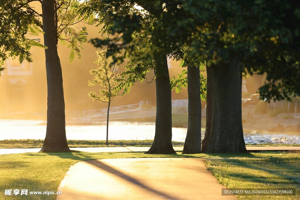 晨光中的林间小径