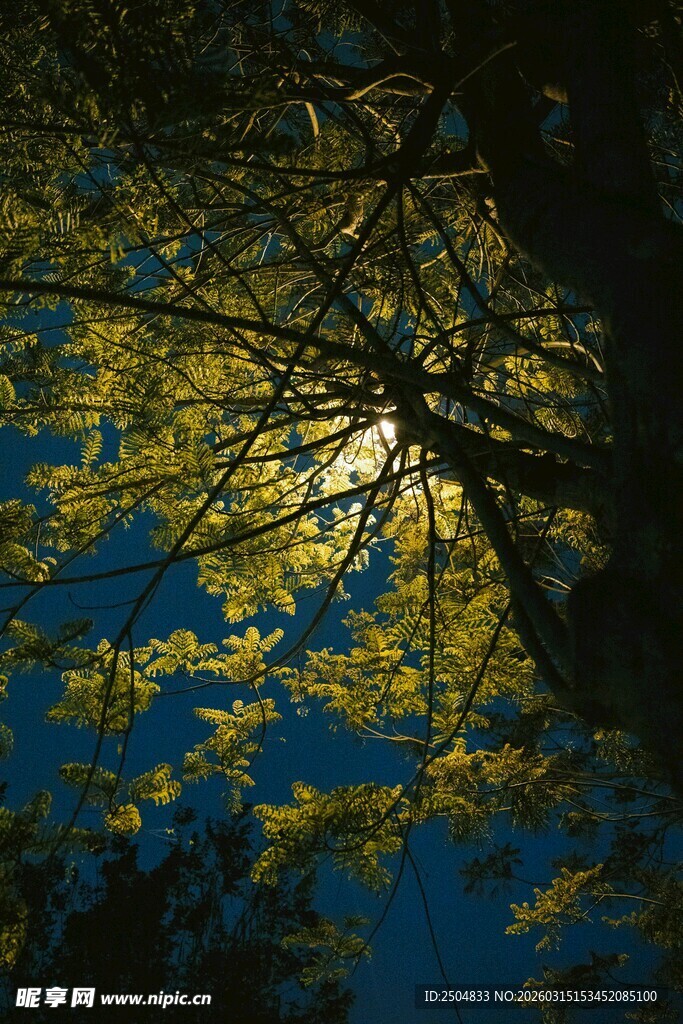 月光下的枝叶剪影