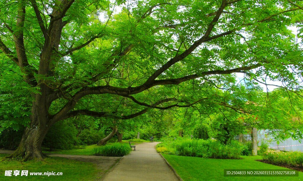 林荫小道旁的葱郁大树