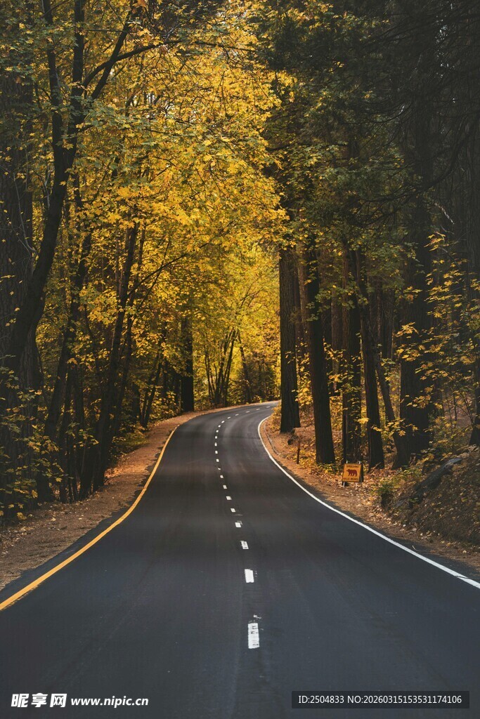 秋日林间公路美景