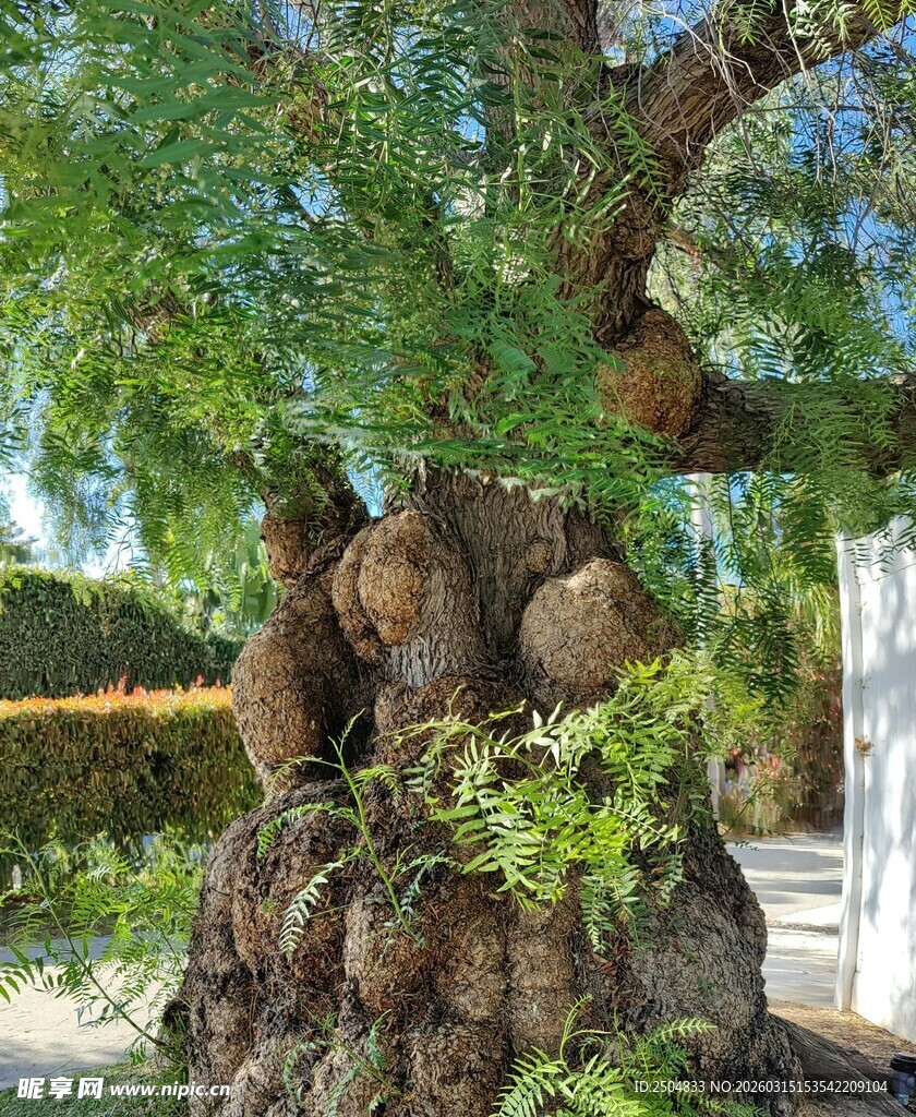 奇特造型的古老树干
