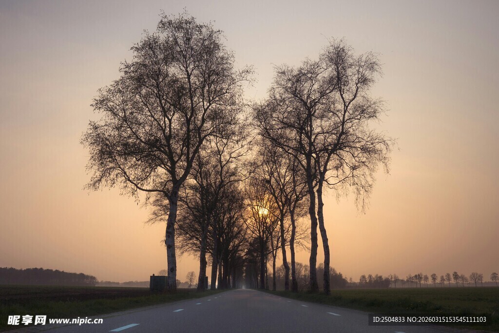 夕阳下路旁的挺拔树木