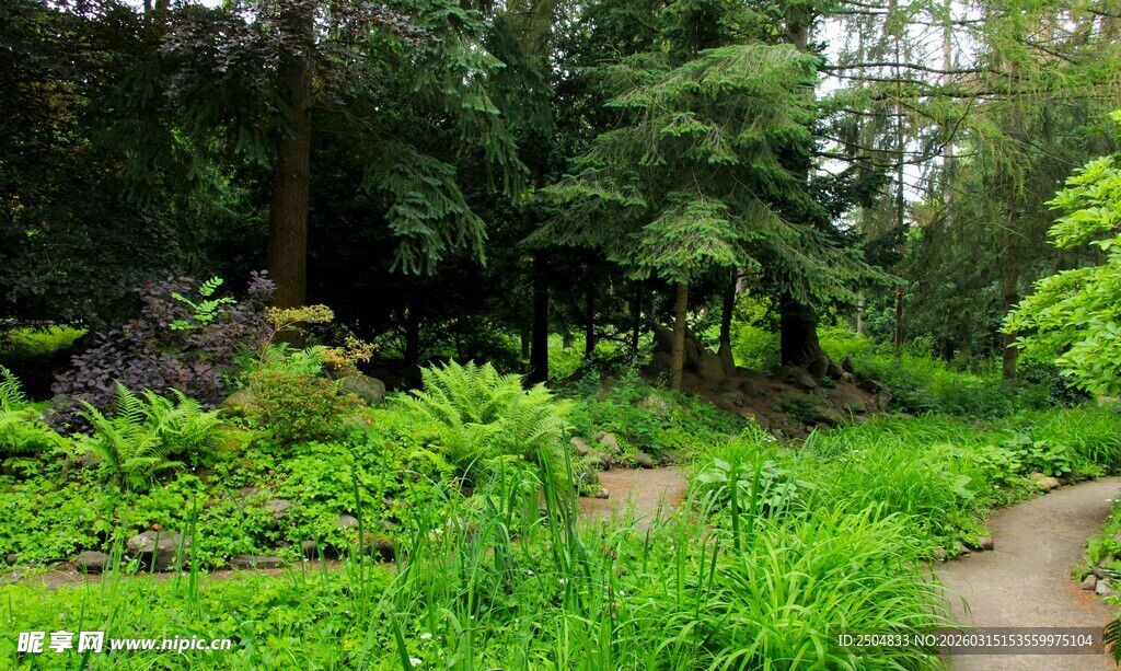 林间小径 绿意盎然的自然