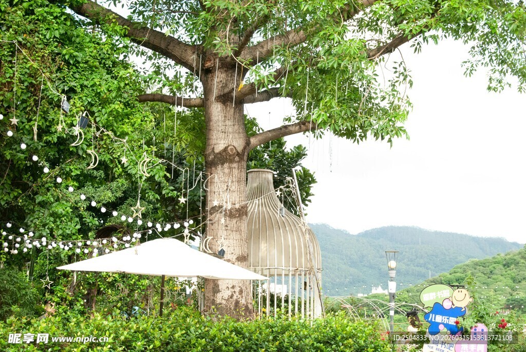 巨大古树下的户外景致