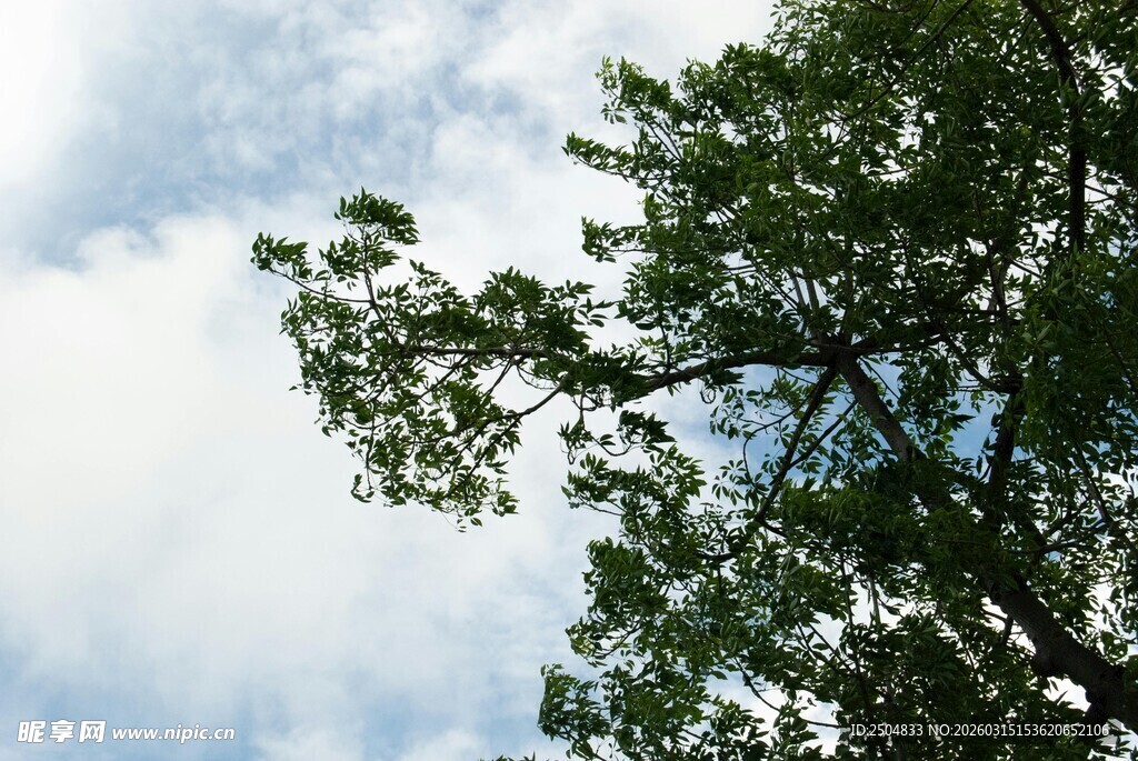 树梢之上的蓝天白云