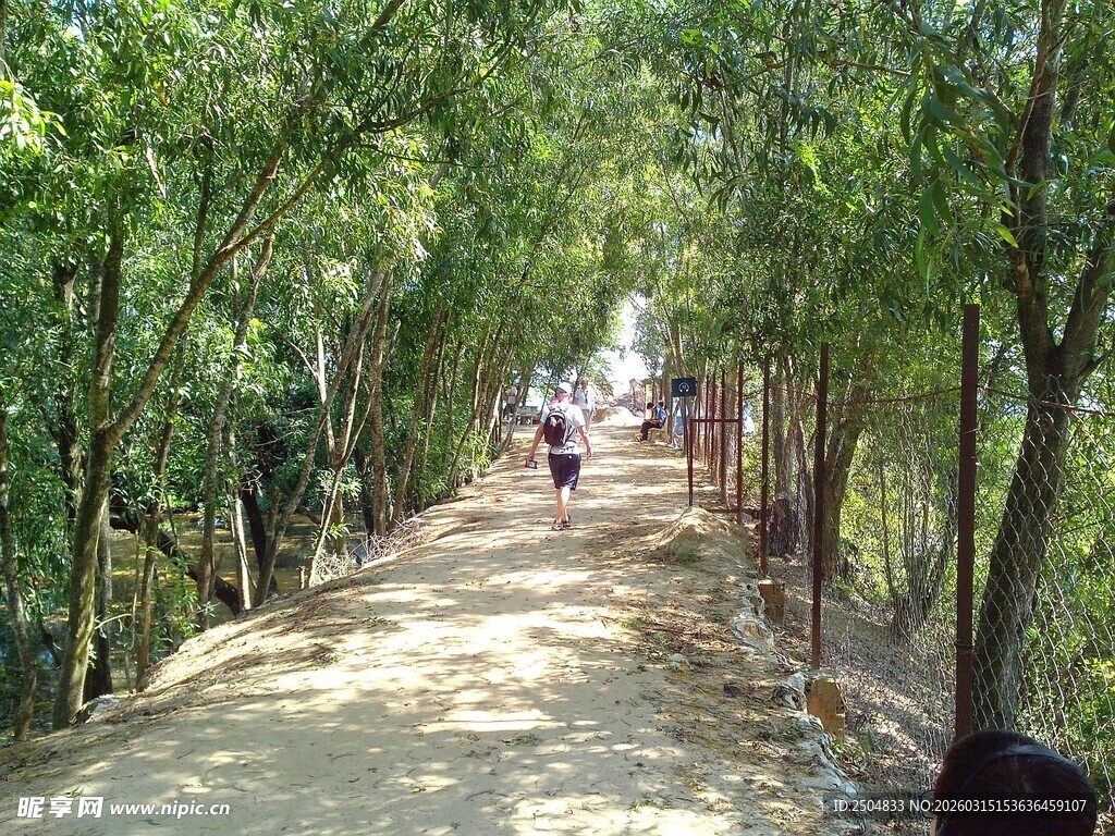 林间漫步小道 绿意盎然