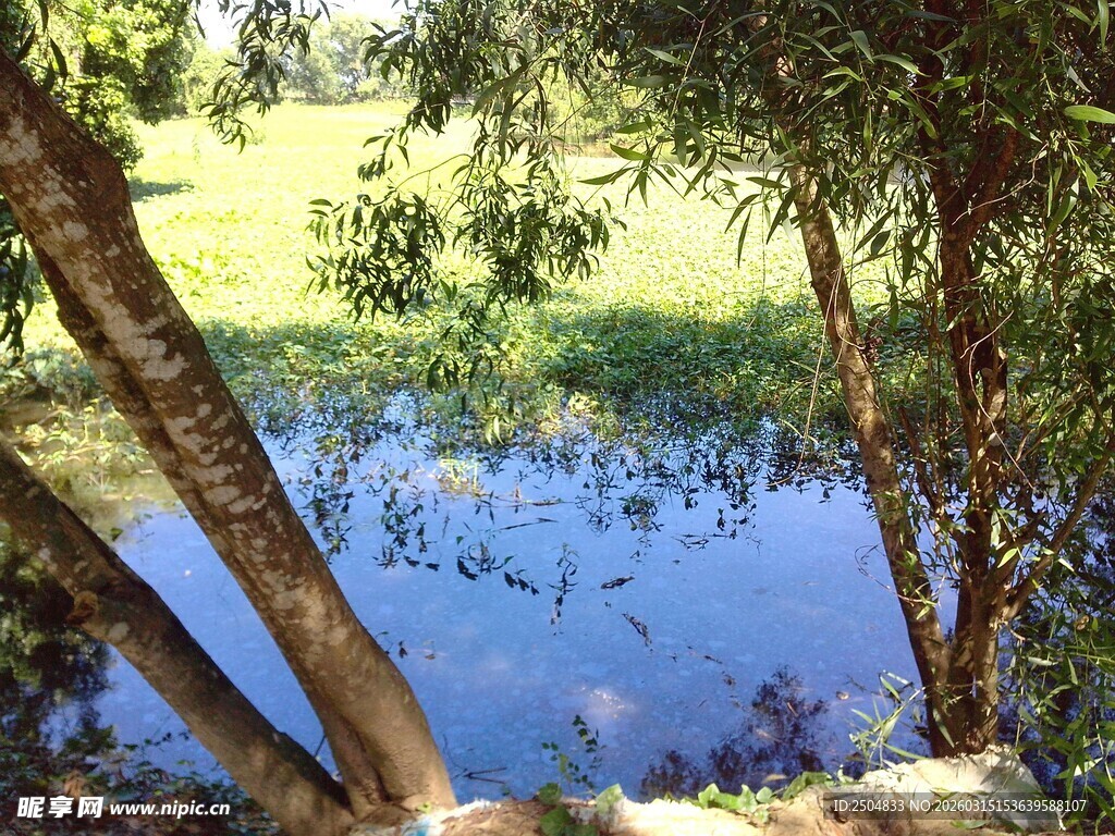 林间静谧湖水风景
