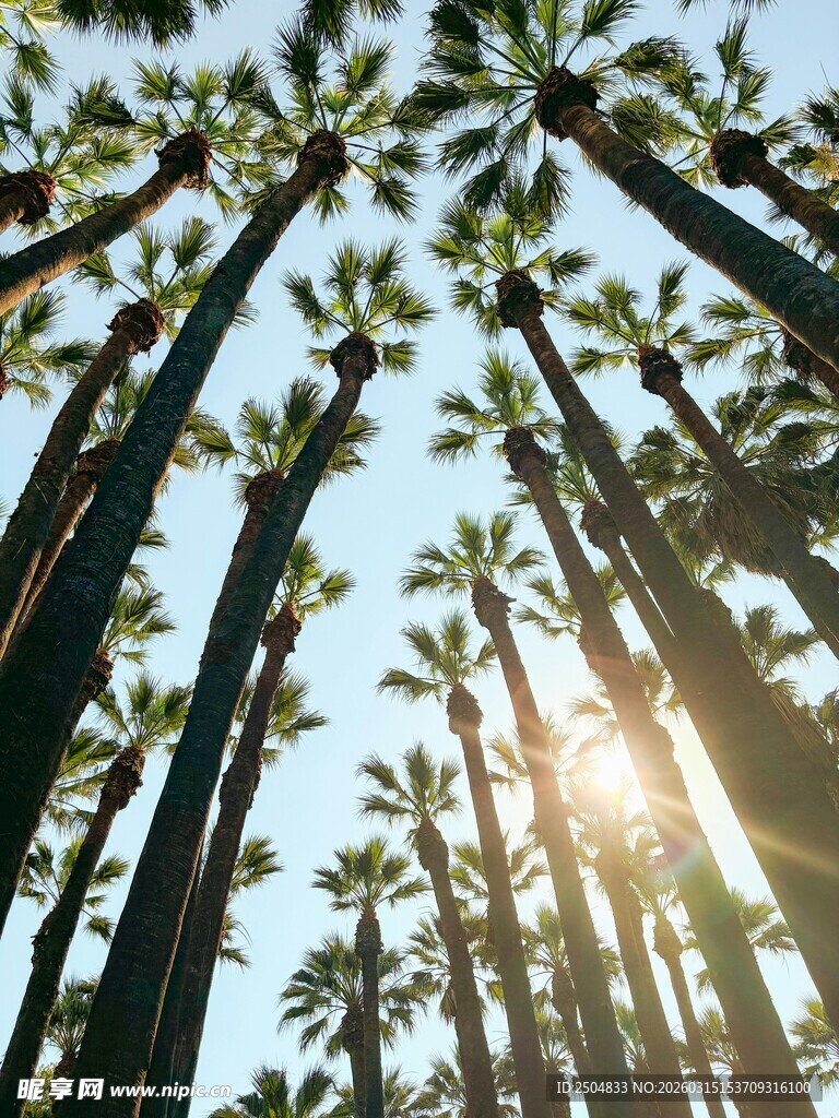 阳光照耀下的高大棕榈树林