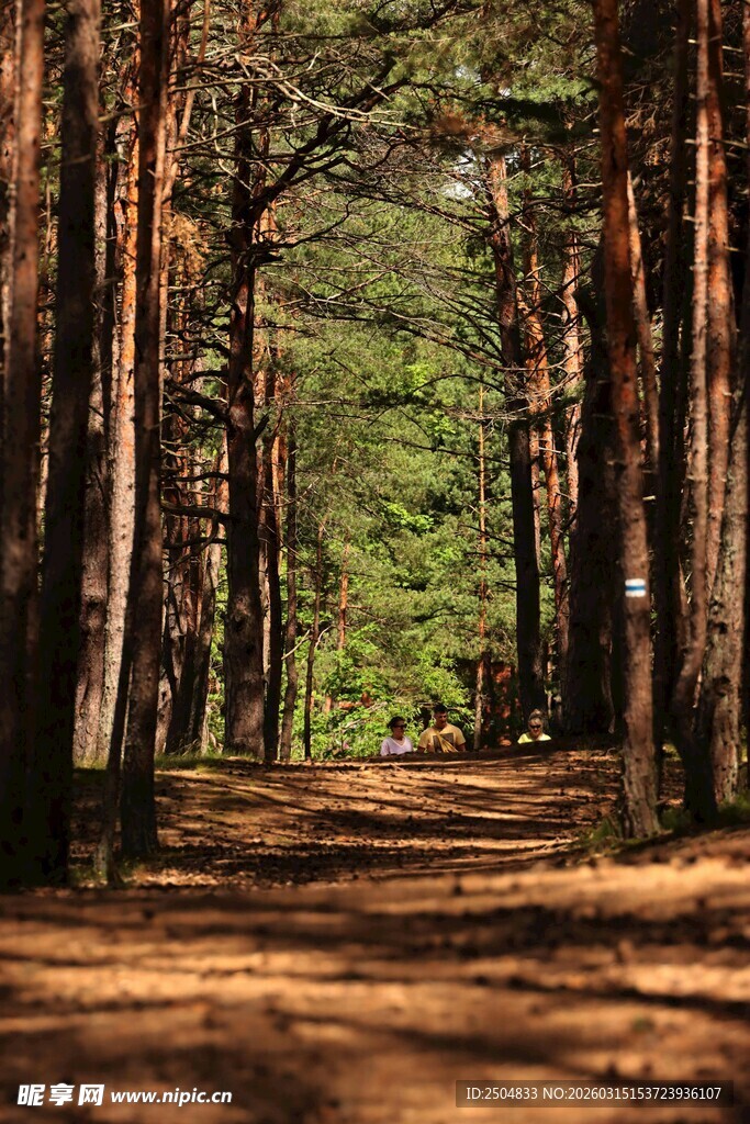 林间小道 静谧森林风光