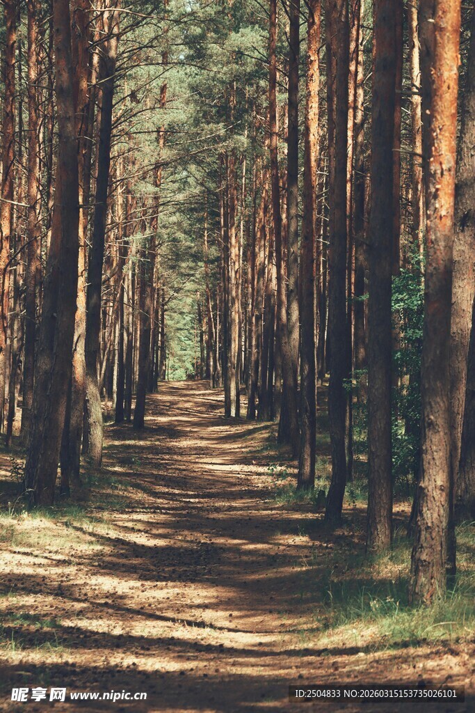 林间幽径 漫步自然之境