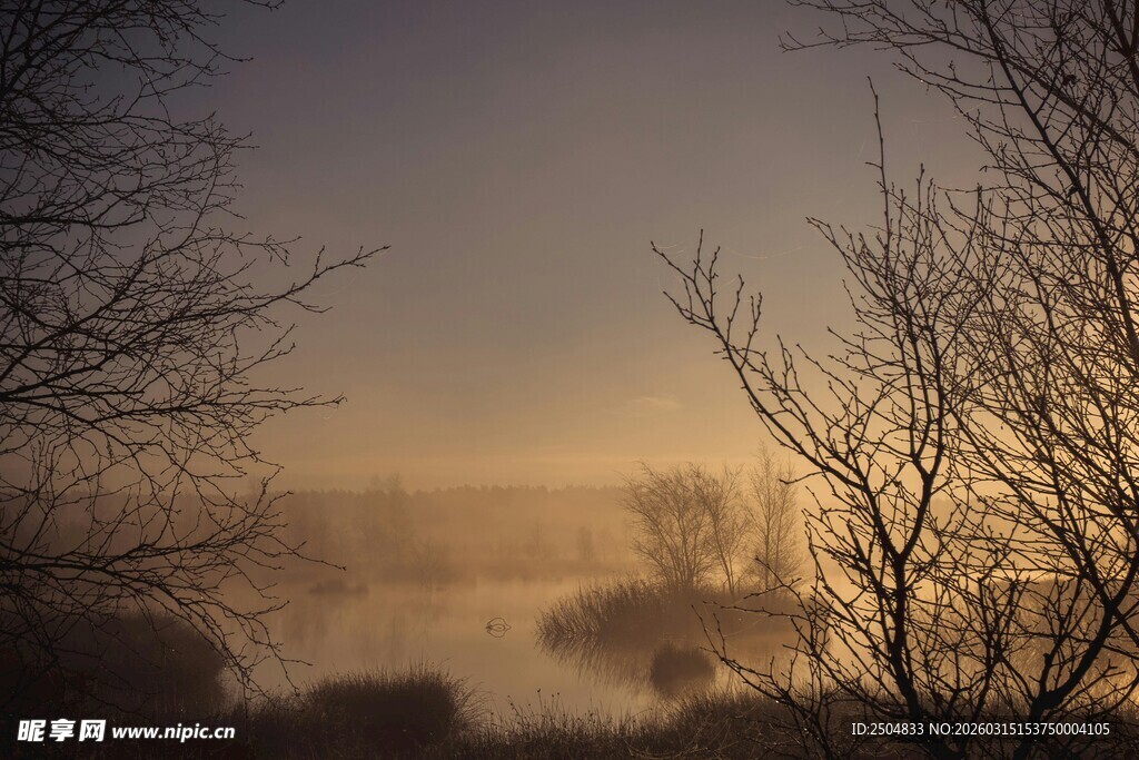 晨雾中树枝的朦胧景象