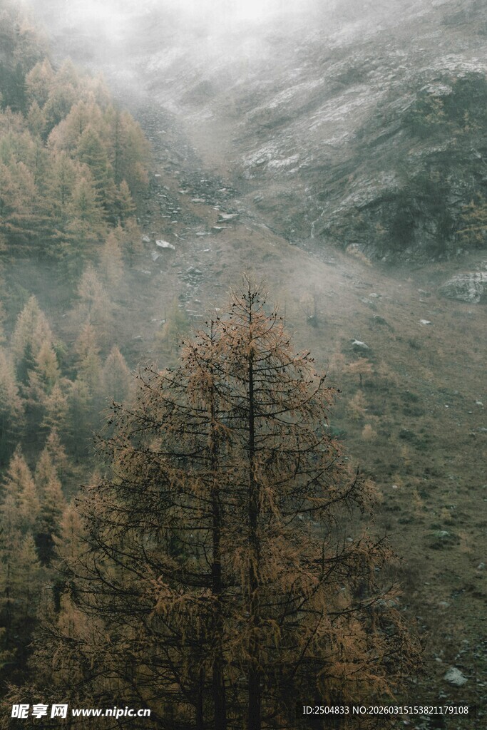 山间迷雾中的挺拔树木