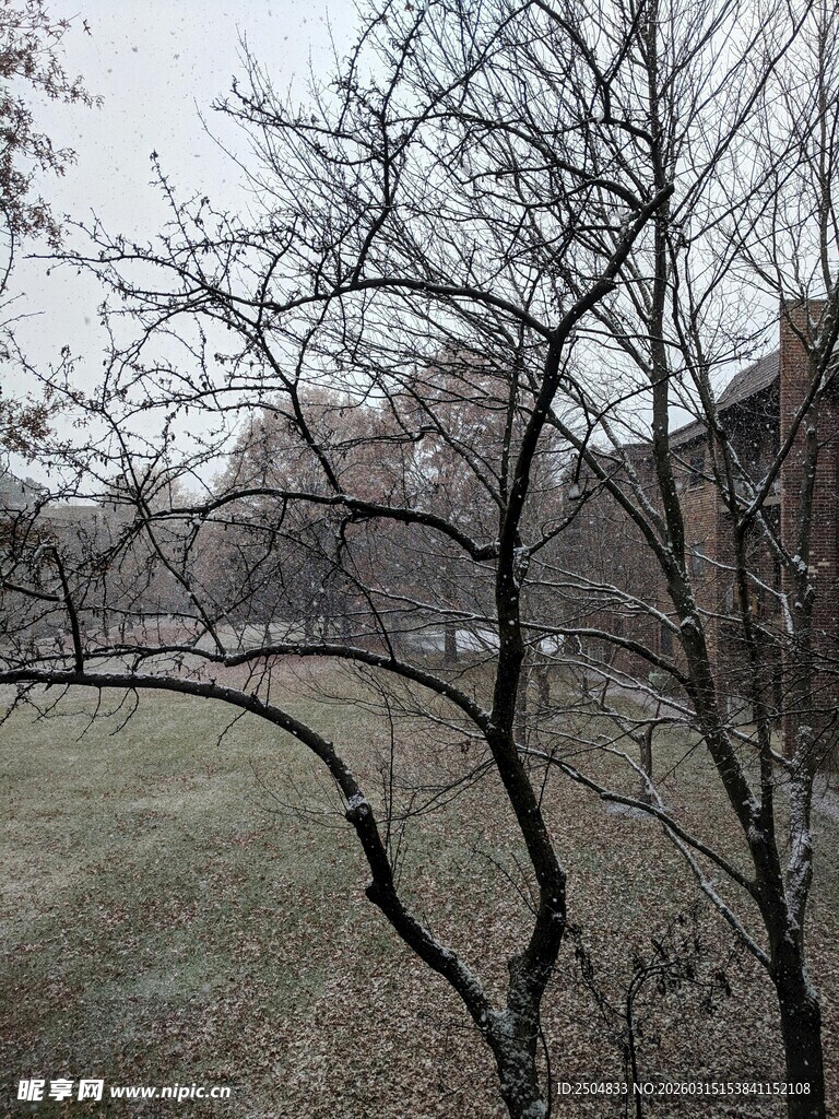 冬日萧瑟树林景观