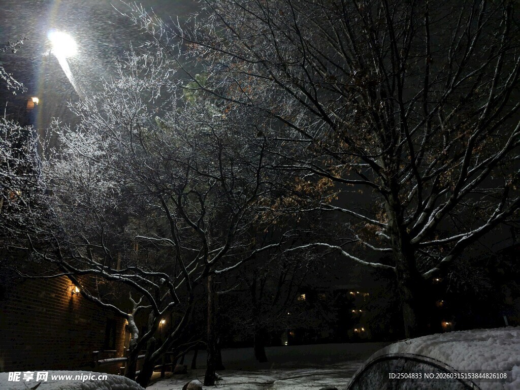 雪夜树木景象