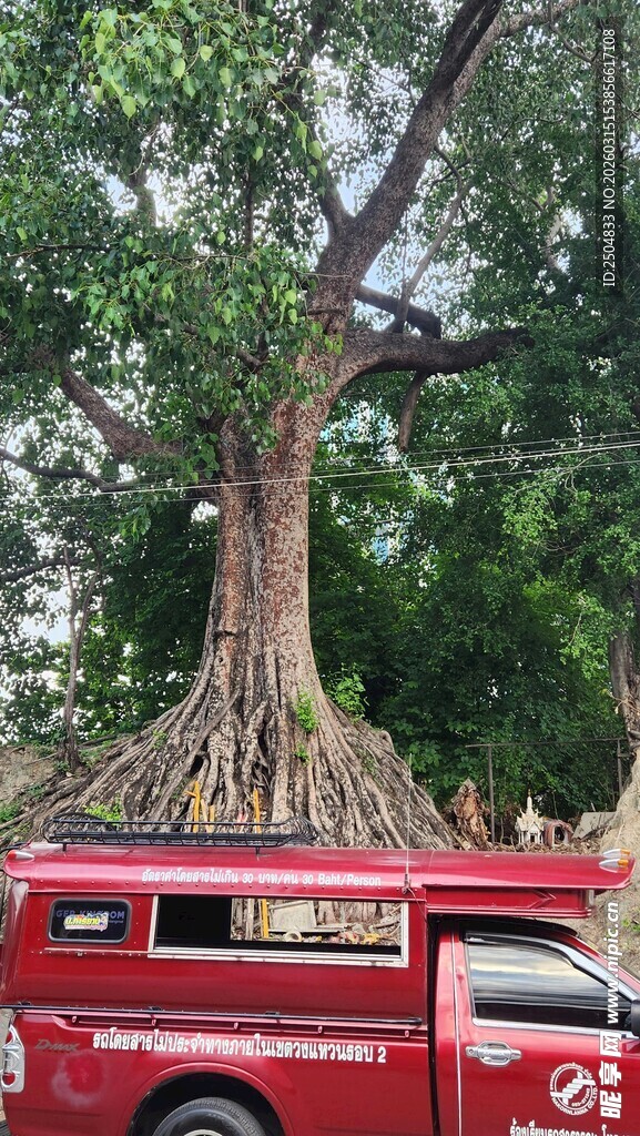 红车与盘根错节的大树