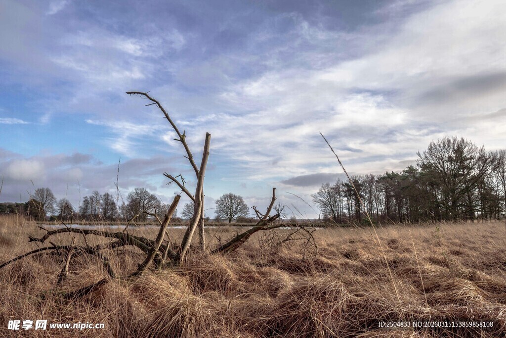 荒野枯树景致