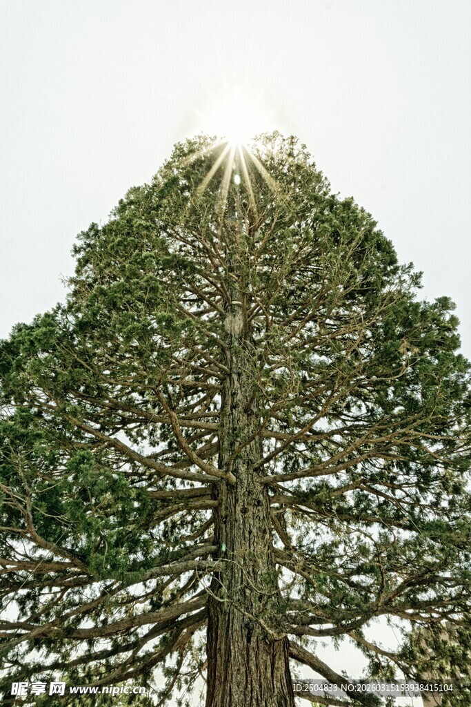 高耸入云的挺拔大树
