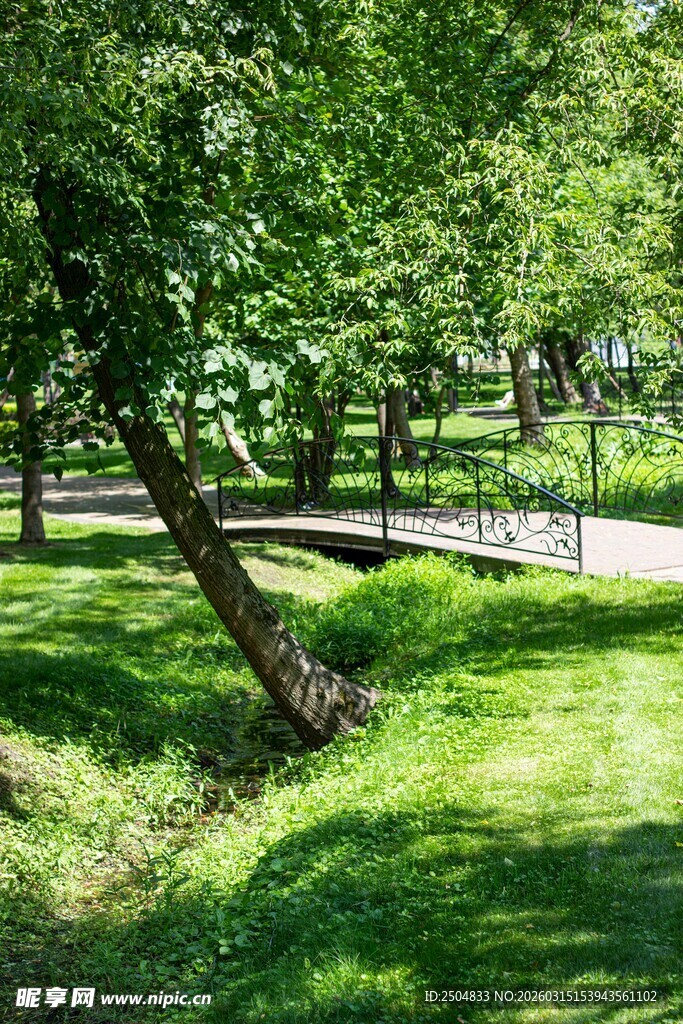 夏日绿荫下的静谧公园小径