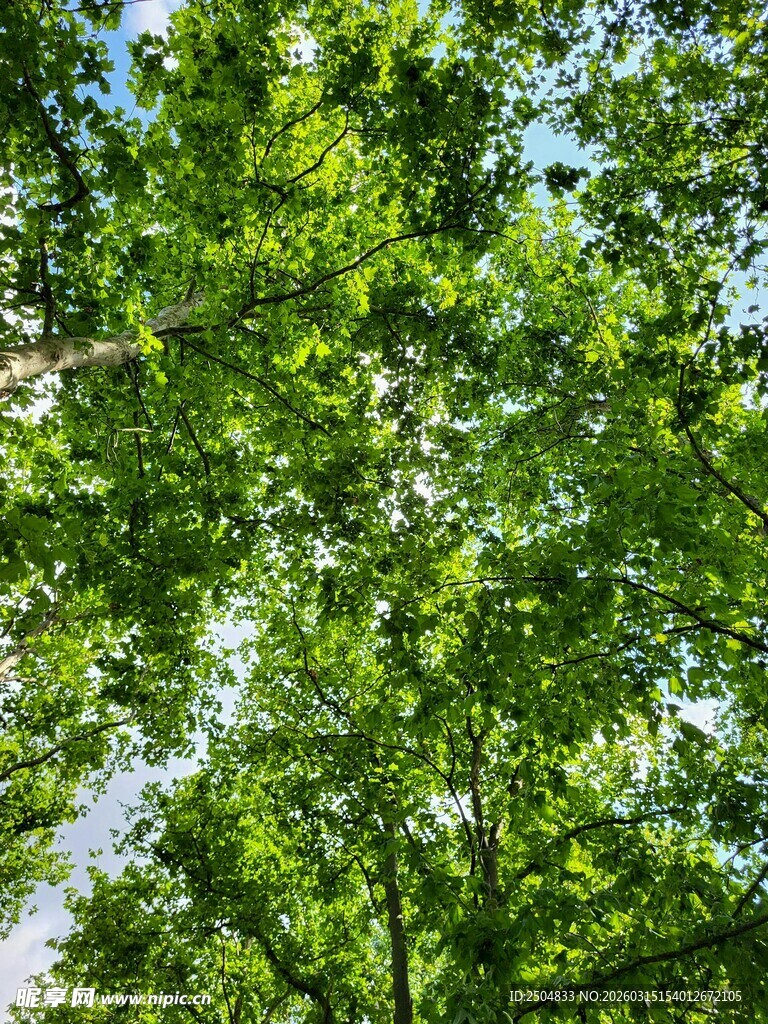 仰视翠绿繁茂的树冠