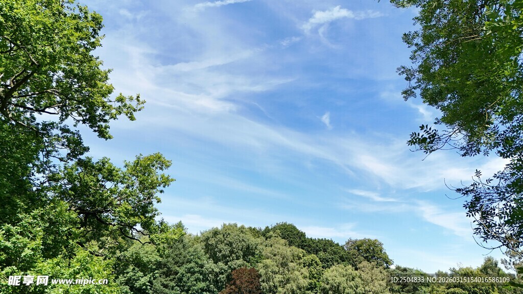 林间蓝天美景