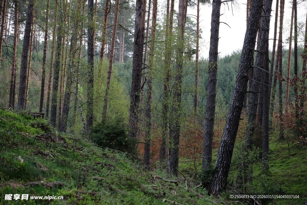 森林中的挺拔树木景色
