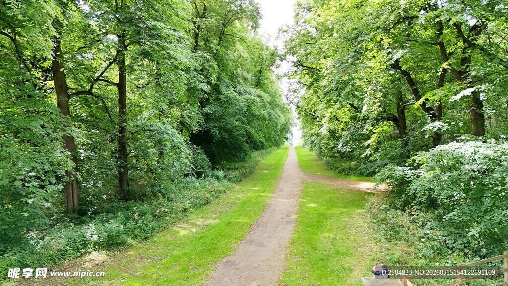 林间小径 绿意盎然