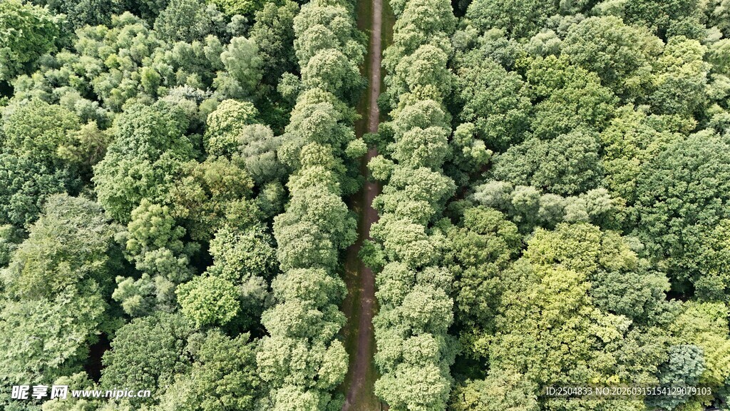 俯瞰茂密森林景观