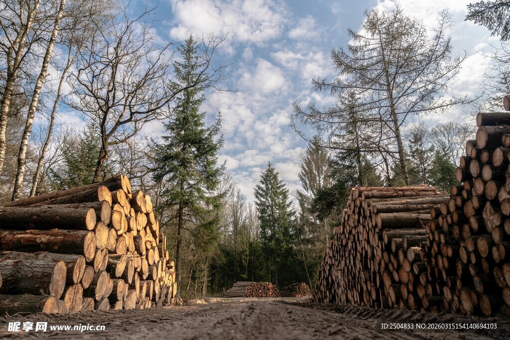 林间木材堆放场景