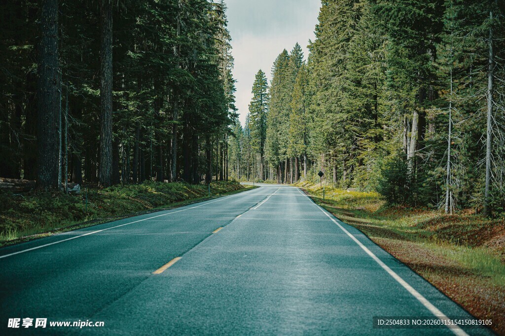 林间公路 静谧的自然之旅