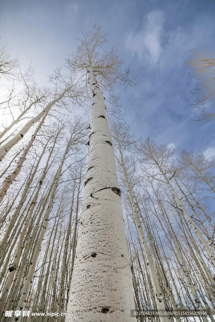 仰望挺拔白杨林