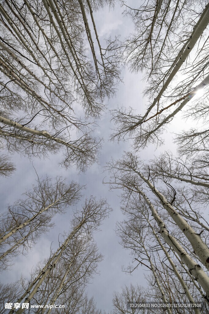 仰视冬日枯树林景象