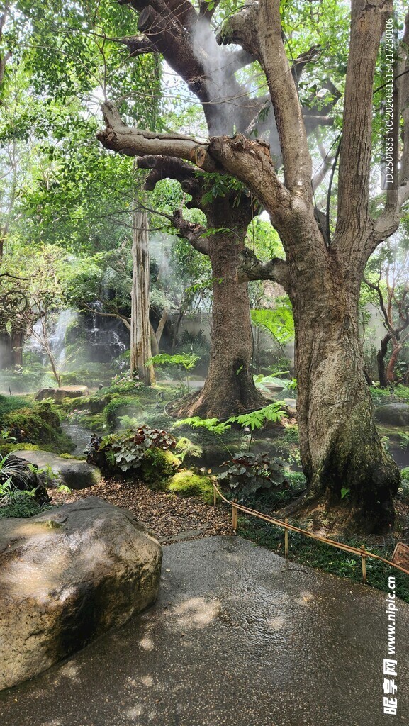 古树下的清幽溪边景致